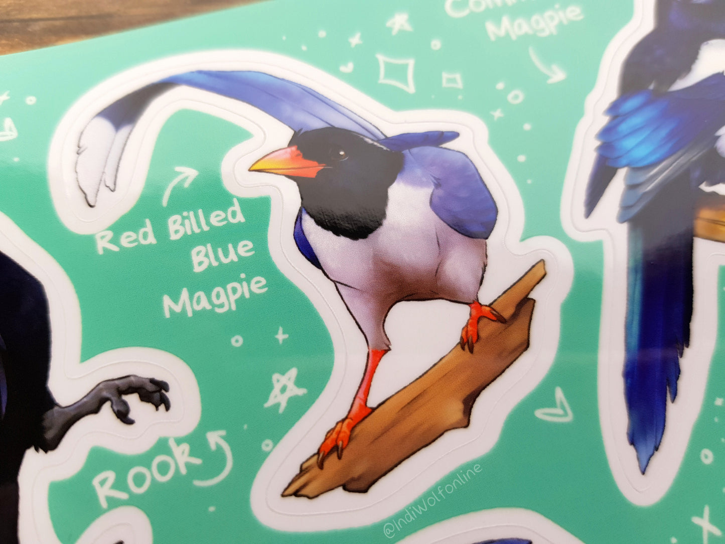 Corvids of the World - Clear Vinyl A5 Sticker Sheet